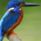 The_kingfisher