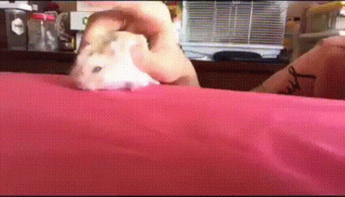 hamsters-wheel.gif.e8a8fa8aaa4a681d2133a70aa5a63ad9.gif