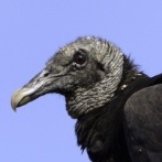 retchingvulture
