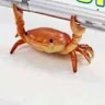 A bar of crab