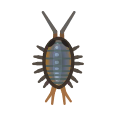 isopod